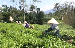 Sức sống mới nơi “Thủ đô kháng chiến”